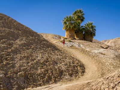 Anza-Borrego State Park: Lolo charging up to the Five Palms Oasis