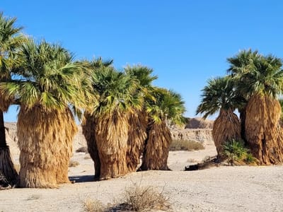 Anza-Borrego State Park: Seventeen Palms Oasis