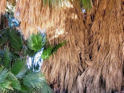Salton Sea Area: Lolo enjoying Five Palms Hot Spring