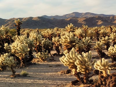 Joshua Tree National Park: Cholla Cactus Garden
