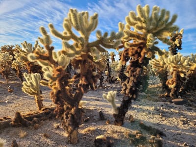 Joshua Tree National Park: Cholla Cactus Garden