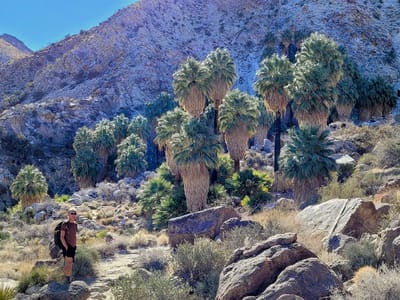 Joshua Tree National Park: Herb approaching the Fortynine Palms Oasis