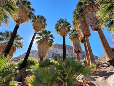 Joshua Tree National Park: Fortynine Palms Oasis