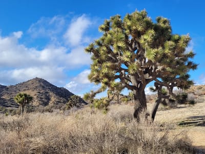 Joshua Tree National Park: Beautiful Joshua tree specimen among the Covington Flats road
