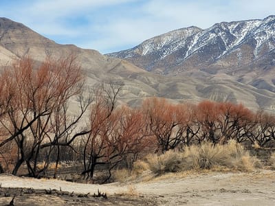 Bishop: Burn area from the Bishop Airport Fire