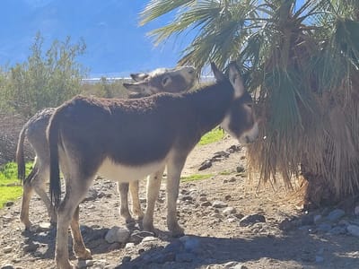 Death Valley: The wild burros of Saline Valley