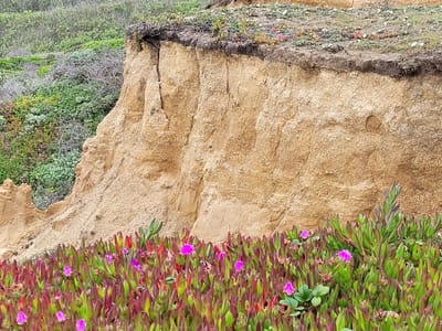 Pescadero: Bluff Trail - James V. Fitzgerald Marine Reserve