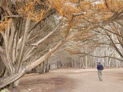 Pescadero: Cypress Trail - James V. Fitzgerald Marine Reserve