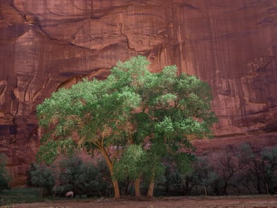 Canyon de Chelly: Lush greenery in the canyon
