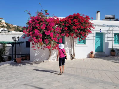 Paros: Lovely bougainvillea flowers