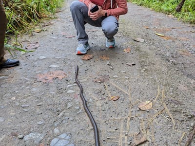 Andean Cloud Forest: Giant Earthworm