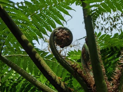 Andean Cloud Forest: Tree Fern