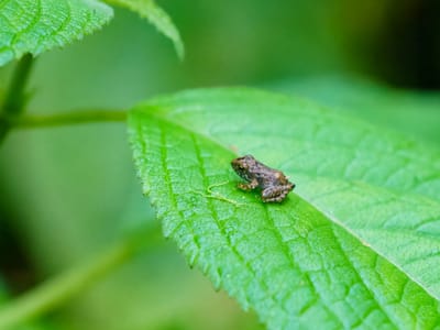 Andean Cloud Forest: Itsy bitsy frog