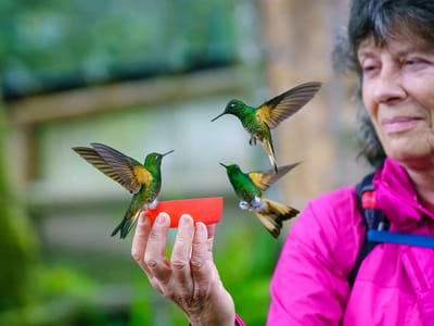 Andean Cloud Forest: The hummingbird whisperer