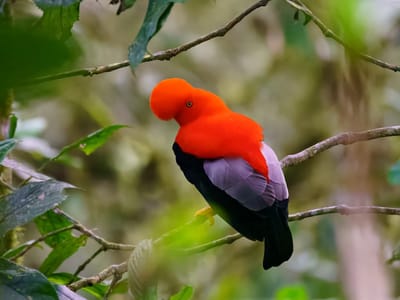 Andean Cloud Forest: Cock of the Rock