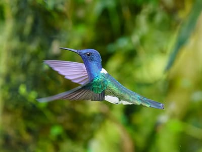 Andean Cloud Forest: Hummingbird at the Alambi Preserve
