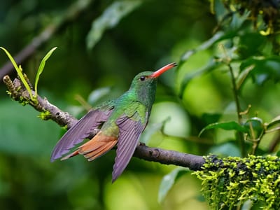 Andean Cloud Forest: Hummingbird at the Alambi Preserve