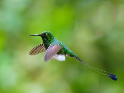Andean Cloud Forest: Booted Rackettail hummingbird