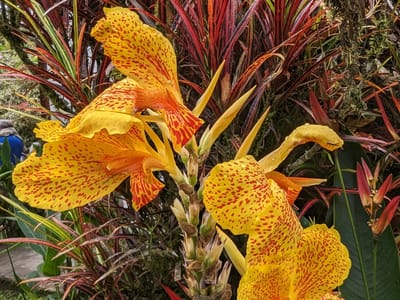 Andean Cloud Forest: Canna Yellow King Humbert