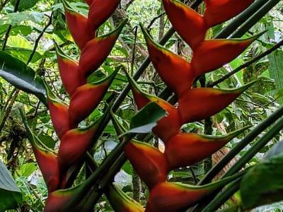 Andean Cloud Forest: Heliconia Caribaea