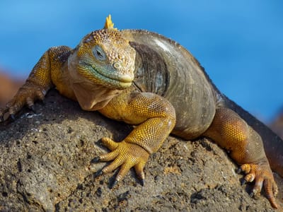 Galapagos - North Seymour Island: Our first land iguana