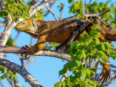 Galapagos - North Seymour Island: Have to remember to look up