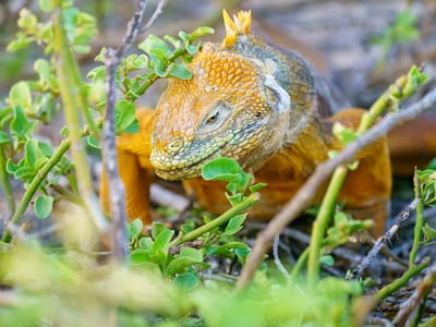 Galapagos - North Seymour Island: Can't get enough of these land iguanas