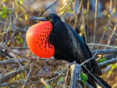 Galapagos - North Seymour Island: Magnificent Frigatebird