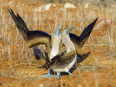 Galapagos - North Seymour Island: Continuing with the courtship ritual