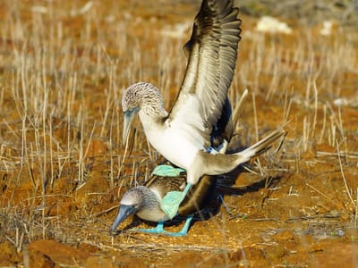Galapagos - North Seymour Island: Making his not too subtle move
