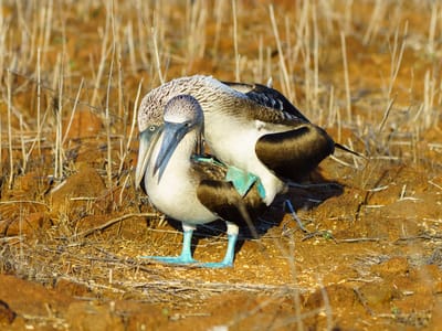 Galapagos - North Seymour Island: Bingo!