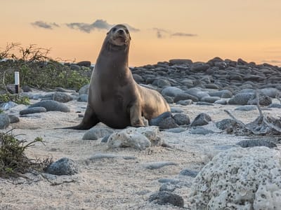 Galapagos - North Seymour Island: Galapagos Sea Lion