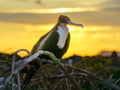 Galapagos - North Seymour Island: Giant Frigatebird