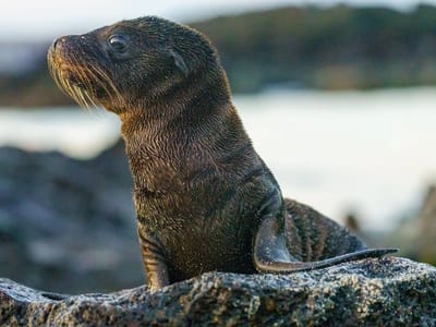 Galapagos - Genovesa Island: Galapagos Fur Seal