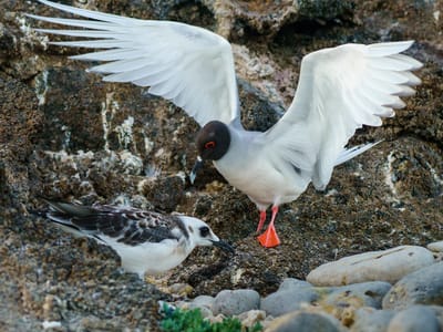 Galapagos - Genovesa Island: Swallow-tailed gull and her young