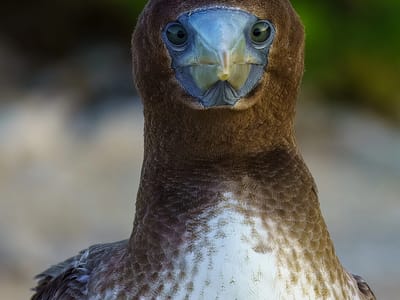 Galapagos - Genovesa Island: Juvenile booby of sorts?
