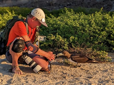 Galapagos - Genovesa Island: Herb and a very curious Brown Noddy