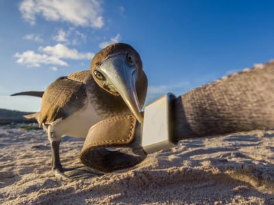 Galapagos - Genovesa Island: Brown Noddy peering in Herb's lens