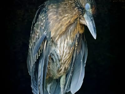 Galapagos - Genovesa Island: Yellow-crowned night heron
