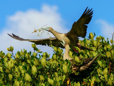 Galapagos - Genovesa Island: Male red-footed booby bringing twigs to nest