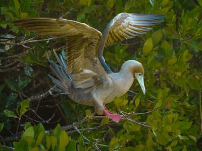 Galapagos - Genovesa Island: Red-footed booby