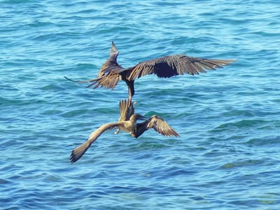 Galapagos - Genovesa Island: Frigatebird stealing food from a booby mid-air