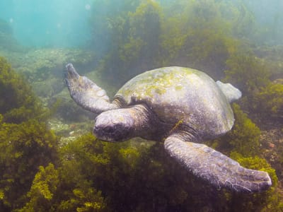 Galapagos - Genovesa Island: Galapagos Sea Turtle