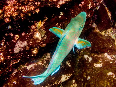Galapagos - Genovesa Island: Rainbow Parrotfish