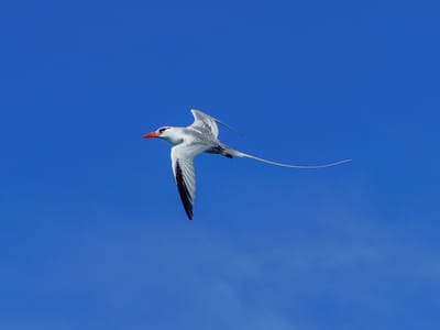 Galapagos - Genovesa Island: Red-billed tropicbird in flight