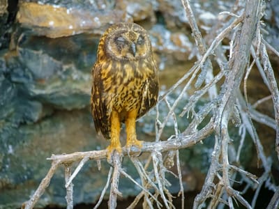 Galapagos - Genovesa Island: Galapagos short-eared owl