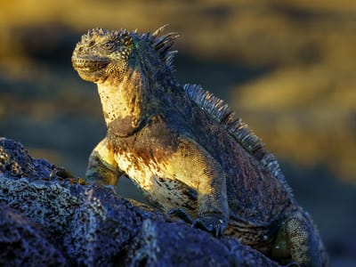 Galapagos - Santiago Island: Marine Iguana greeting the sun
