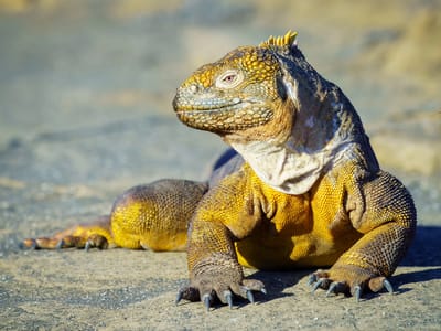 Galapagos - Santiago Island: Re-introduced juvenile land iguana