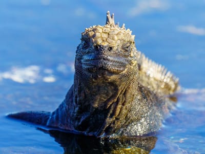 Galapagos - Santiago Island: Prehistoric-looking  marine iguana
