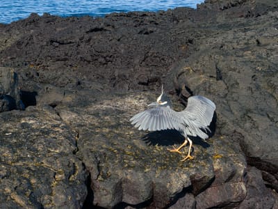 Galapagos - Santiago Island: Yellow-crowned night heron